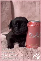 Batman, a male Brussels Griffon for sale in Phoenix, AZ – 3 of 10