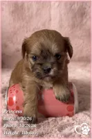 Princess, a female Mal Shi for sale in Phoenix, AZ – 7 of 7