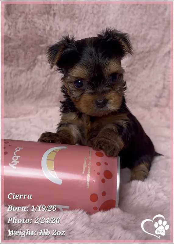 Cierra – Yorkshire Terrier puppy for sale in Tempe, AZ
