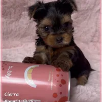Cierra, a female Yorkshire Terrier for sale in Tempe, AZ – Photo 1 of 9