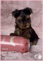 Cierra, a female Yorkshire Terrier for sale in Tempe, AZ – Photo 2 of 9