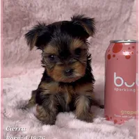Cierra, a female Yorkshire Terrier for sale in Tempe, AZ – Photo 5 of 9