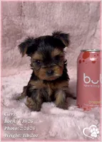 Cierra, a female Yorkshire Terrier for sale in Tempe, AZ – Photo 5 of 9