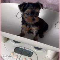 Cierra, a female Yorkshire Terrier for sale in Tempe, AZ – Photo 2 of 9