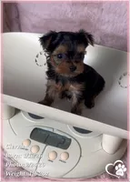 Cierra, a female Yorkshire Terrier for sale in Tempe, AZ – Photo 1 of 9