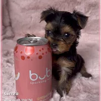 Cierra, a female Yorkshire Terrier for sale in Tempe, AZ – Photo 6 of 9