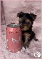 Cierra, a female Yorkshire Terrier for sale in Tempe, AZ – Photo 6 of 9