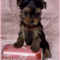 Cierra, a female Yorkshire Terrier for sale in Tempe, AZ – Photo 9 of 9