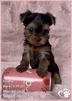 Cierra, a female Yorkshire Terrier for sale in Tempe, AZ – Photo 9 of 9