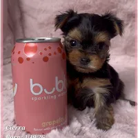 Cierra, a female Yorkshire Terrier for sale in Tempe, AZ – Photo 3 of 9