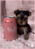 Cierra, a female Yorkshire Terrier for sale in Tempe, AZ – Photo 3 of 9