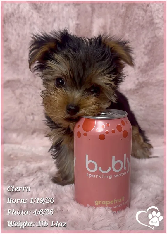 Cierra – Yorkshire Terrier puppy for sale in Tempe, AZ