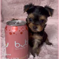 Cierra, a female Yorkshire Terrier for sale in Tempe, AZ – Photo 7 of 9