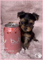 Cierra, a female Yorkshire Terrier for sale in Tempe, AZ – Photo 7 of 9