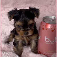 Cierra, a female Yorkshire Terrier for sale in Tempe, AZ – Photo 8 of 9