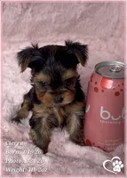 Cierra, a female Yorkshire Terrier for sale in Tempe, AZ – Photo 8 of 9