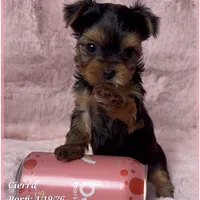 Cierra, a female Yorkshire Terrier for sale in Tempe, AZ – Photo 4 of 9
