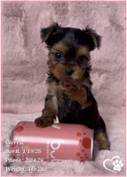 Cierra, a female Yorkshire Terrier for sale in Tempe, AZ – Photo 4 of 9