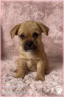 Vienna the Porkie *includes spay*, a female Pug and Yorkshire Terrier for sale in Phoenix, AZ – 2 of 8