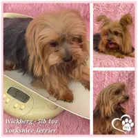 Tater, a male Yorkshire Terrier for sale in Tempe, AZ – 9 of 10