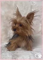 Freya the Teacup, a female Yorkshire Terrier for sale in Tempe, AZ – 7 of 9