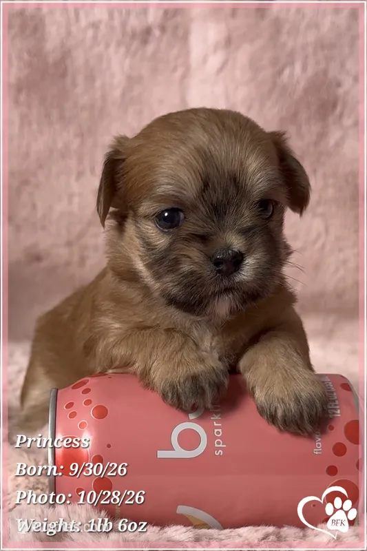 Princess, a female Mal Shi for sale in Phoenix, AZ – 1 of 7