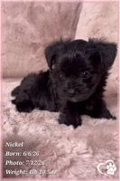 Nickel, a male Yorkipoo for sale in Tempe, AZ – 2 of 10