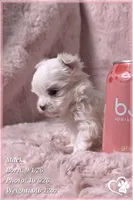 Mack, a male Maltese for sale in Phoenix, AZ – 7 of 10