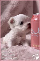 Mack, a male Maltese for sale in Phoenix, AZ – 6 of 10