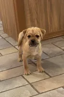 Meatball, a male Pug and Yorkshire Terrier for sale in Phoenix, AZ – 4 of 4