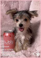 Hannah, a female Morkie for sale in Tempe, AZ – 2 of 8