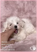 Marvin (new video!), a male Maltese for sale in Tempe, AZ – 4 of 9