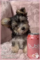 Roger the Morkie, a male Morkie for sale in Phoenix, AZ – 2 of 10