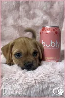 Porkchop the Porkie, a male Pug and Yorkshire Terrier for sale in Phoenix, AZ – 6 of 9