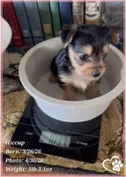 Hiccup, a male Morkie for sale in Tempe, AZ – 8 of 10
