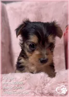 Hiccup, a male Morkie for sale in Tempe, AZ – 3 of 10
