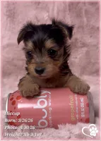 Hiccup, a male Morkie for sale in Tempe, AZ – 7 of 10