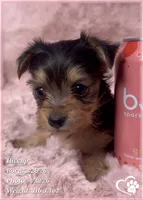 Hiccup, a male Morkie for sale in Tempe, AZ – 4 of 10