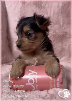 Hiccup, a male Morkie for sale in Tempe, AZ – 10 of 10