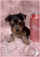 Hiccup, a male Morkie for sale in Tempe, AZ – 9 of 10