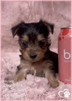 Hiccup, a male Morkie for sale in Tempe, AZ – 6 of 10