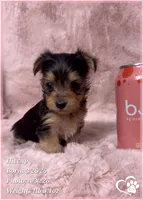 Hiccup, a male Morkie for sale in Tempe, AZ – 5 of 10