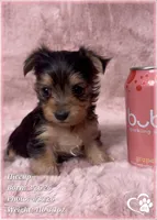 Hiccup, a male Morkie for sale in Tempe, AZ – 2 of 10