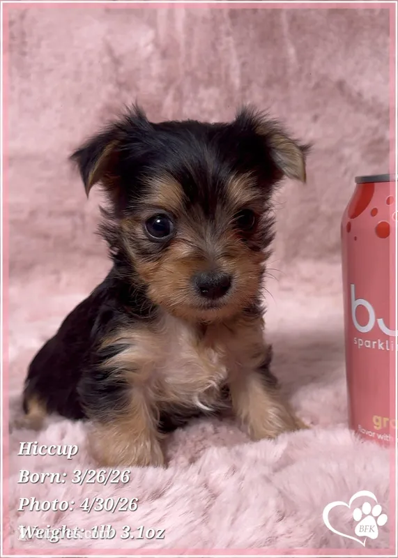Hiccup – Morkie puppy for sale in Tempe, AZ