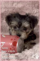 Sunny, a female Morkie for sale in Tempe, AZ – 2 of 9