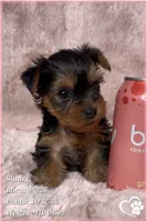 Stuart, a male Yorkshire Terrier for sale in Phoenix, AZ – 8 of 10
