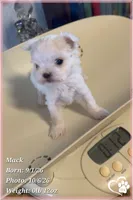 Mack, a male Maltese for sale in Phoenix, AZ – 3 of 10