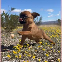 Kylie, a female Brussels Griffon for sale in Tempe, AZ – Photo 9 of 10