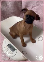 Kylie, a female Brussels Griffon for sale in Tempe, AZ – Photo 4 of 10