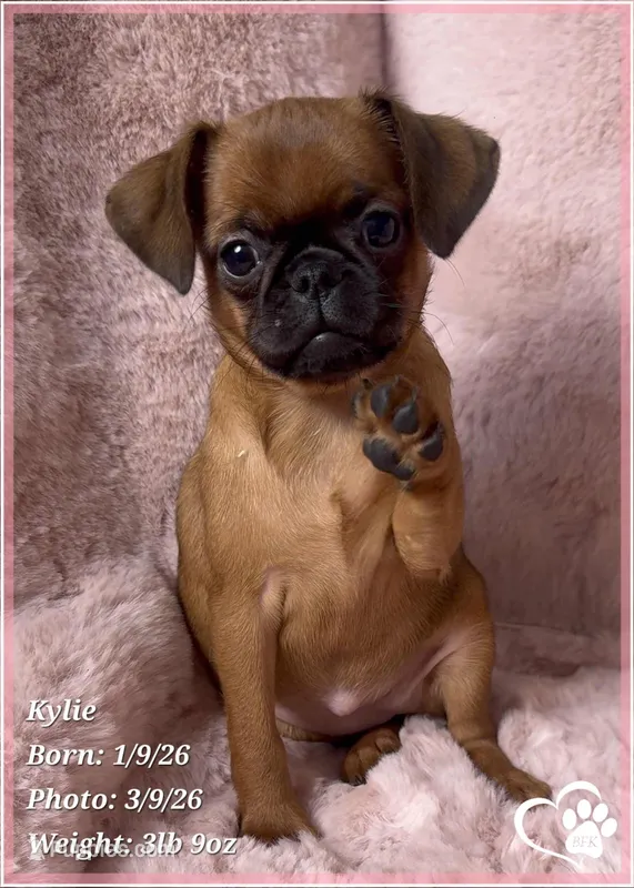 Kylie – Brussels Griffon puppy for sale in Tempe, AZ
